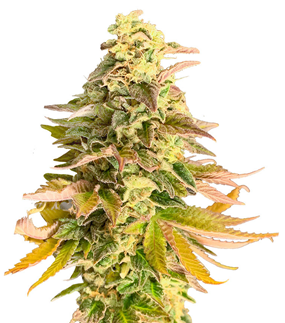 1707286040266.png 1707286040266.png