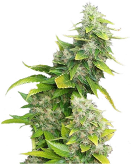 1707483069027.png 1707483069027.png