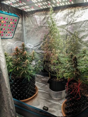 1707500458338.jpeg 1707500458338.jpeg