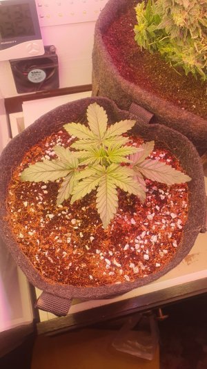 20240211_225132.jpg 20240211_225132.jpg