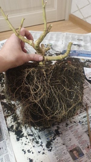 20240105_174533.jpg 20240105_174533.jpg