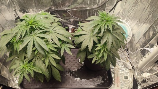 IMG_20240213_152216.jpg IMG_20240213_152216.jpg