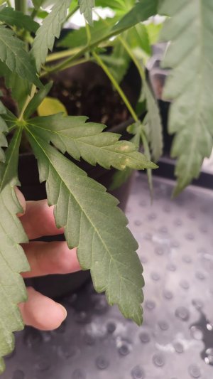 IMG_20240213_152436.jpg IMG_20240213_152436.jpg