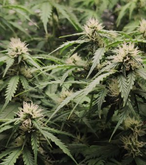 Джонни цветы.jpg