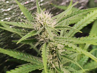 Горилла цветы.jpg