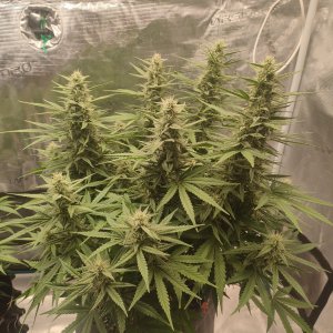 IMG20240218174105.jpg IMG20240218174105.jpg