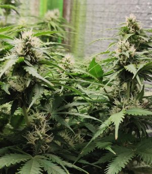 Джонни цветы.jpg