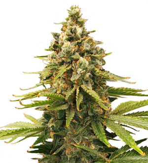 1708451486594.png 1708451486594.png