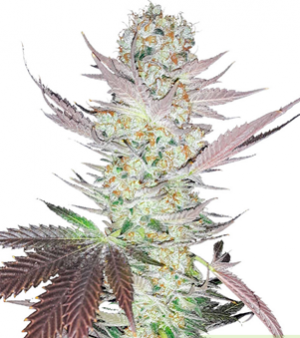 1708451494568.png 1708451494568.png