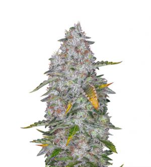 1708451498951.png 1708451498951.png