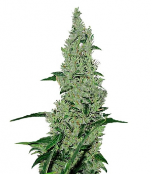 1708451503412.png 1708451503412.png