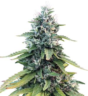 1708451526965.png 1708451526965.png