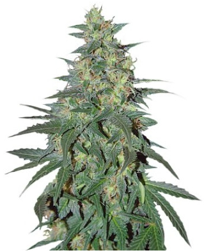 1708619779996.png 1708619779996.png