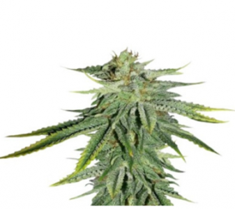 1708619787130.png 1708619787130.png