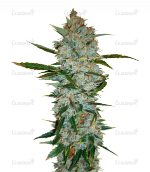 1643986047907.png 1643986047907.png