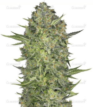 1643986165229.png 1643986165229.png