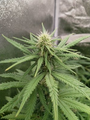 IMG_20220206_155903_850.jpg IMG_20220206_155903_850.jpg