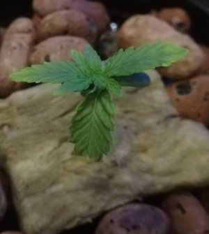 upload_2022_02_07_17_07_22_450.JPEG upload_2022_02_07_17_07_22_450.JPEG