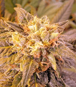 1644244826001.png 1644244826001.png