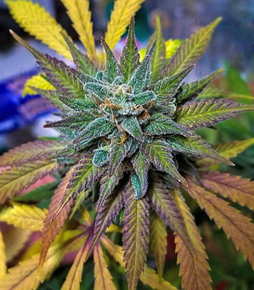 1644244923464.png 1644244923464.png