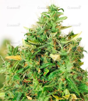 Doctors_Choice_1_Number_One_boshki_marihuany__Pscm6KISAD32orjJ.jpg Doctors_Choice_1_Number_One_boshki_marihuany__Pscm6KISAD32orjJ.jpg