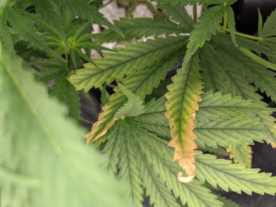 PXL_20220208_042315649.jpg PXL_20220208_042315649.jpg