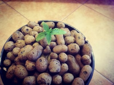 IMG_20220208_121704.JPEG IMG_20220208_121704.JPEG