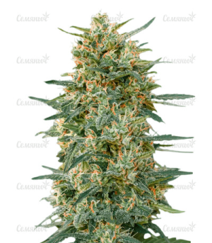 1644353909762.png 1644353909762.png