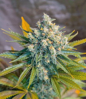 1644353950292.png 1644353950292.png