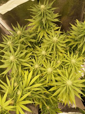 IMG_20220209_135211_359.jpg IMG_20220209_135211_359.jpg