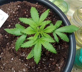 3nedelya.jpg 3nedelya.jpg