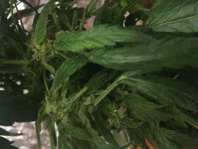 92879FBF-D301-4A92-898D-6D59E298FD7A.jpeg 92879FBF-D301-4A92-898D-6D59E298FD7A.jpeg