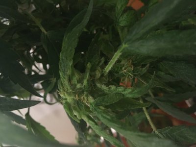 BD546FD0-2B9E-4A0D-AC91-ECE61D0EC2FF.jpeg BD546FD0-2B9E-4A0D-AC91-ECE61D0EC2FF.jpeg