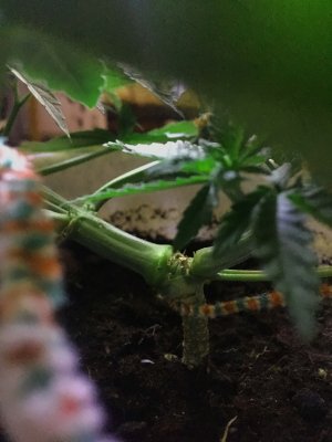 IMG_5331.JPG IMG_5331.JPG