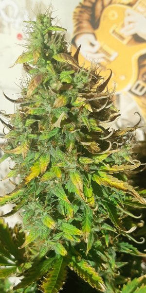 Head out of internet 1.jpg