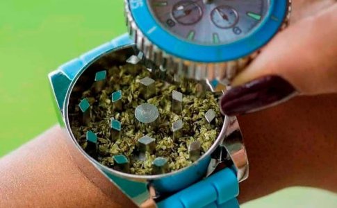 Время сбора автоцветущей конопли Время сбора автоцветущей конопли