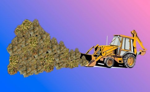 Излишки конопли Излишки конопли