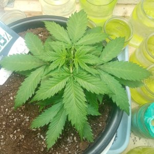 нел3.jpg нел3.jpg