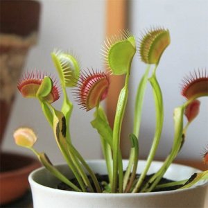 venerina-muholovka.jpg venerina-muholovka.jpg