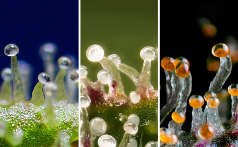 trihomy__gH12IdYdDqnHpo0J.jpg trihomy__gH12IdYdDqnHpo0J.jpg