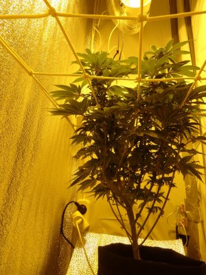 DSC00001.jpg DSC00001.jpg