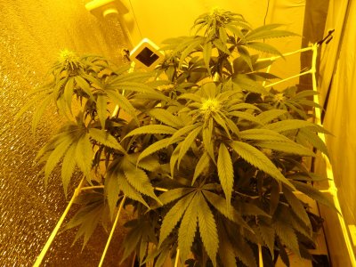 DSC00003.jpg DSC00003.jpg