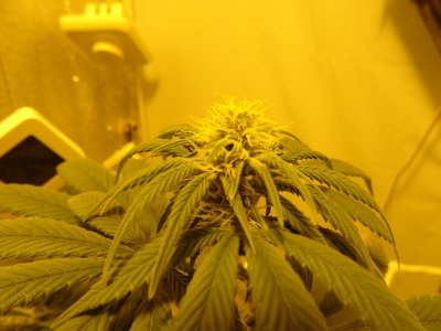 DSC00005.jpg DSC00005.jpg