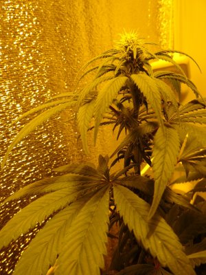 DSC00006.jpg DSC00006.jpg