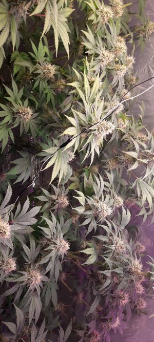 tmp-cam-4689564212706192044.jpg tmp-cam-4689564212706192044.jpg