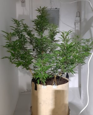 20220219_190314.jpg 20220219_190314.jpg