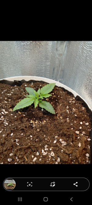 Screenshot_20220219-204820_Gallery.jpg Screenshot_20220219-204820_Gallery.jpg