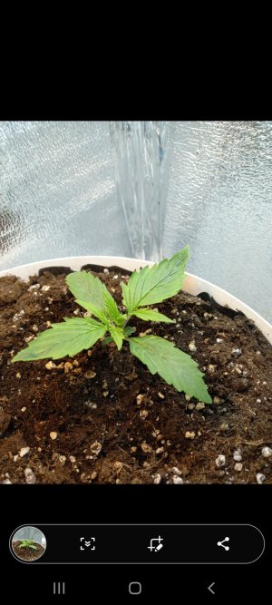 Screenshot_20220219-204809_Gallery.jpg Screenshot_20220219-204809_Gallery.jpg