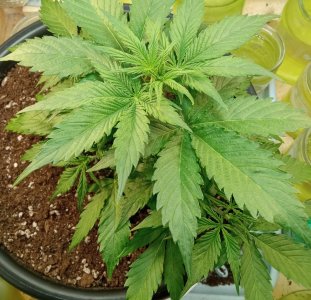 4.нел.jpg 4.нел.jpg