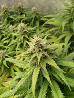 IMG_20220219_165536_084.jpg IMG_20220219_165536_084.jpg